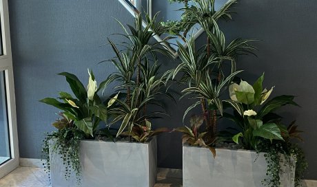 Aménagement de Hall d'entrée avec des plantes artificielles à la Croix-Rousse