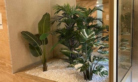 Nouvelle décoration végétale d'un hall d'entrée d'immeuble à Tassin La Demi Lune
