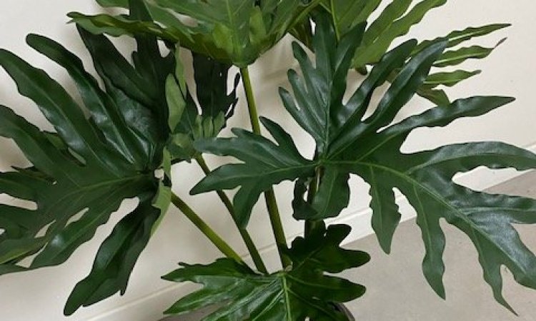 Nouveautés plantes et arbres artificiels Neuville sur Sâone